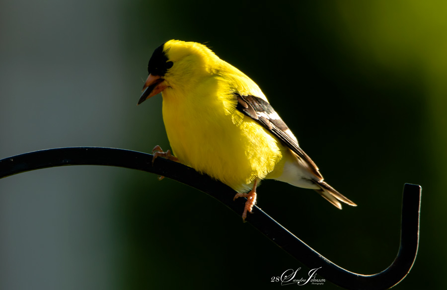 yellow finch