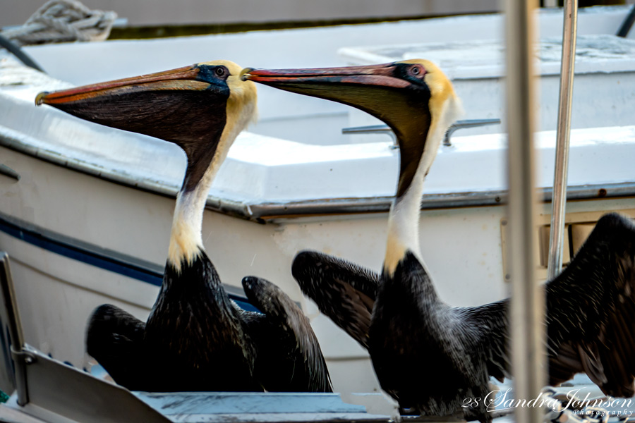 two brown pelicans