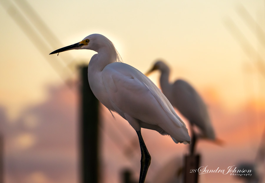 two white egrets