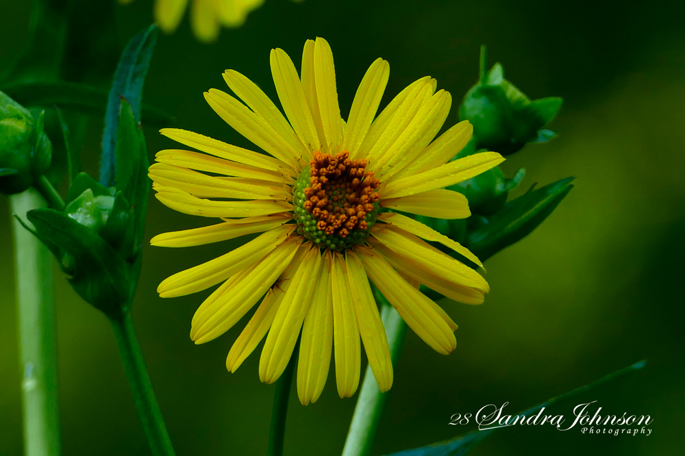 yellow daisy