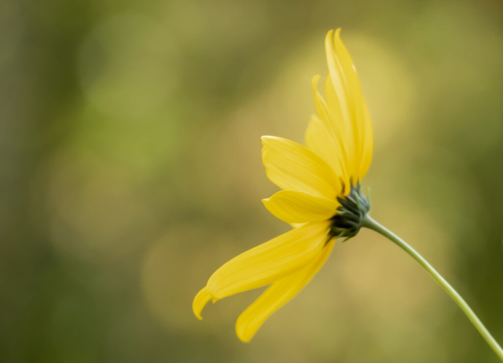 Yellow Daisy's for Fall