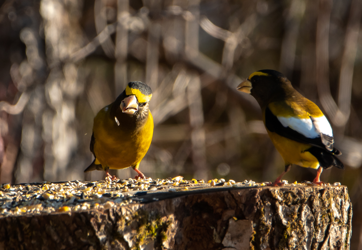 There Are Seven Types Of Grosbeaks • Into The Light Adventures