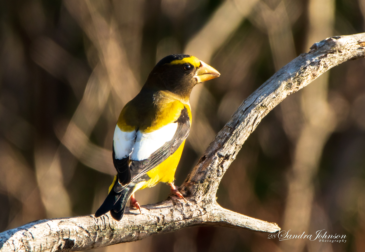 There Are Seven Types Of Grosbeaks • Into The Light Adventures