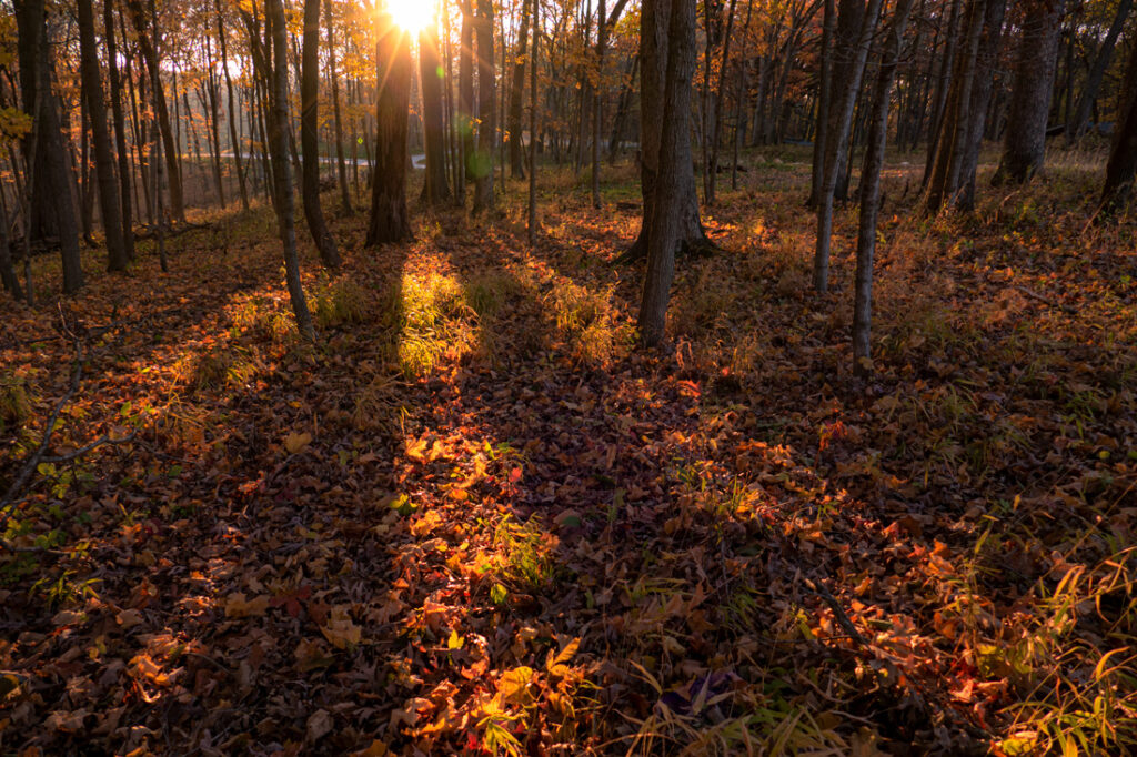 sunrise in the forest