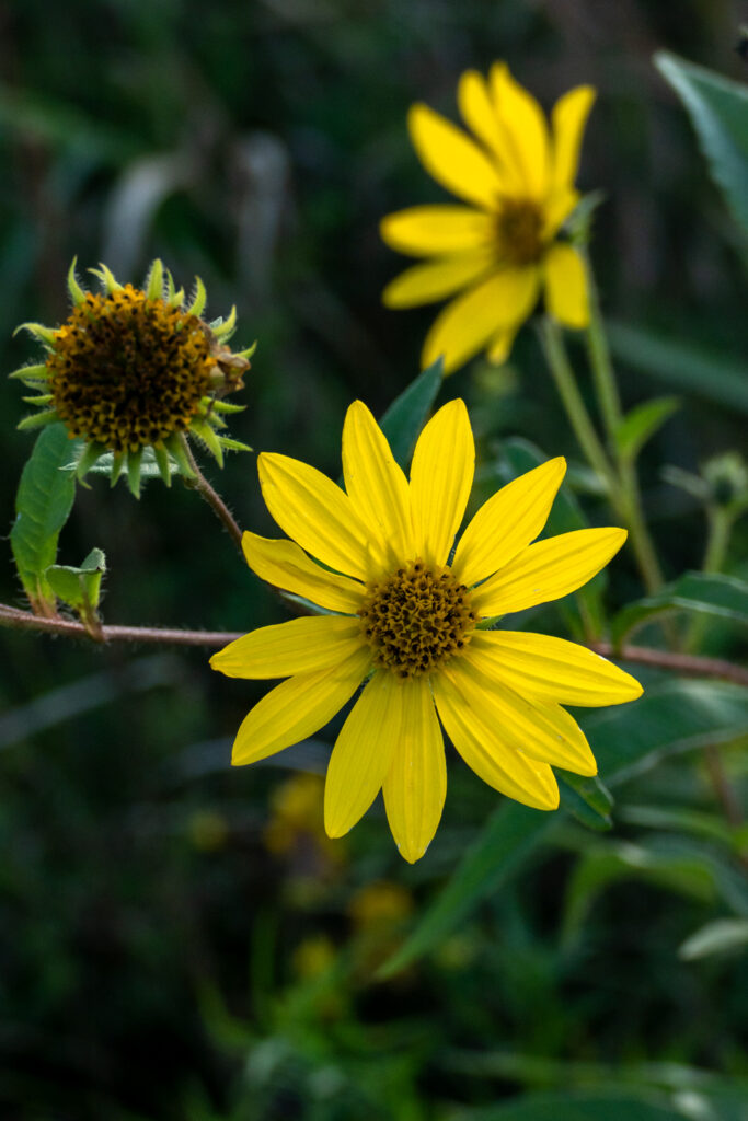 Yellow Daisy's for Fall