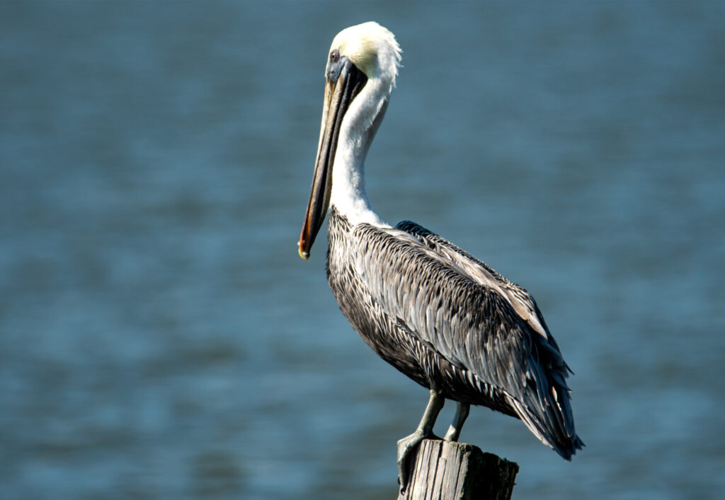 brown pelican