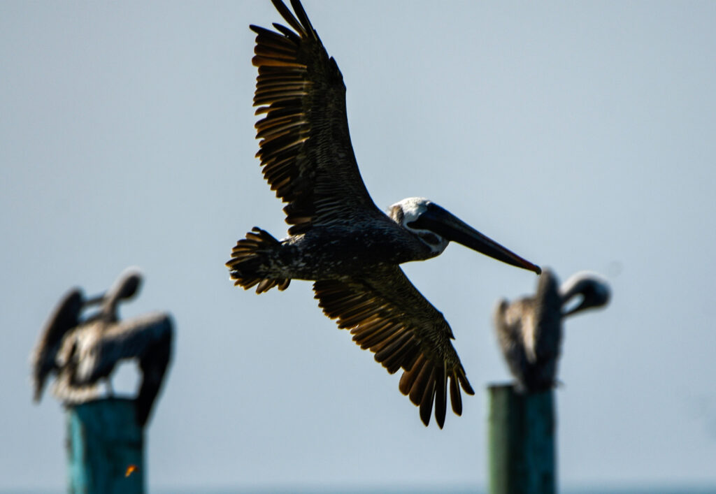 For the Love of Pelicans