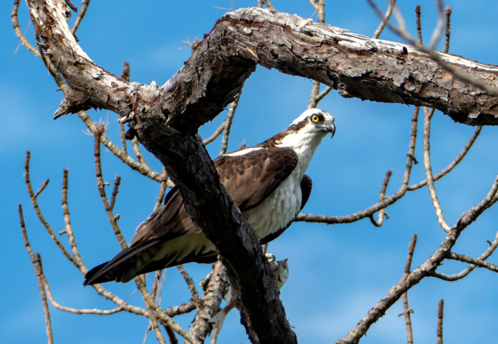 New Places Means New Wildlife