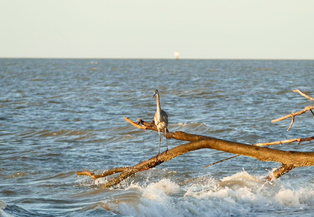 Riding the Waves