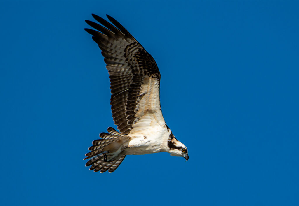 The Osprey in Flight