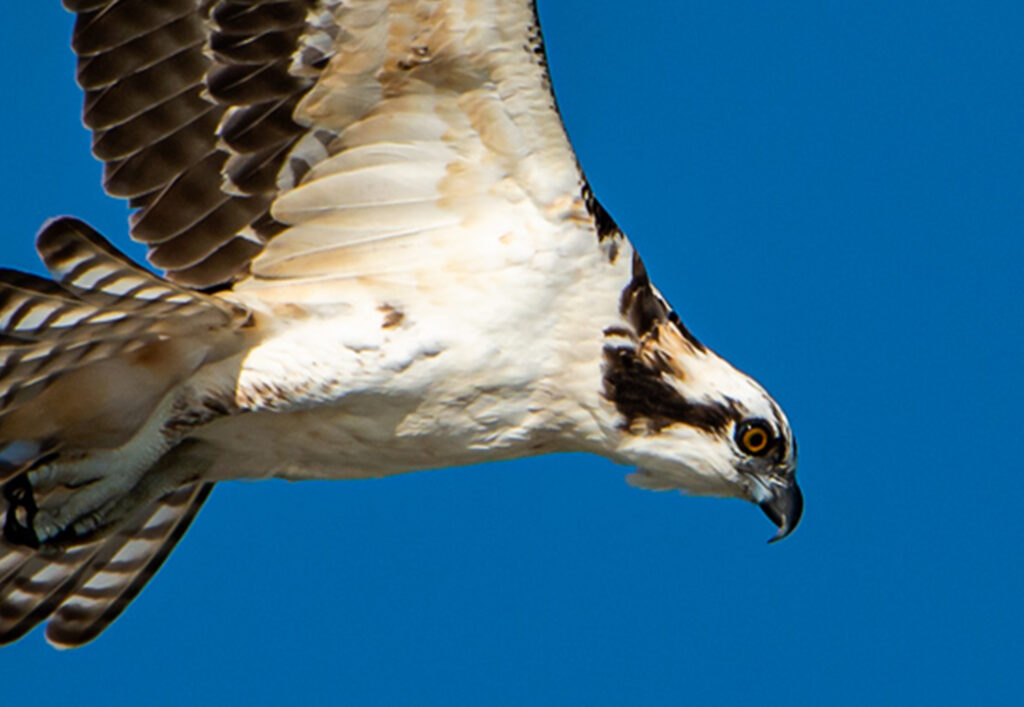 The Osprey in Flight