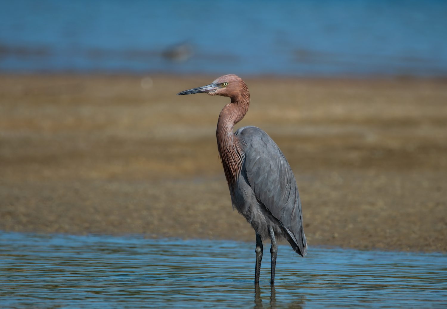 Rare Find of the Reddish Egret • Into the Light Adventures Bird Photography