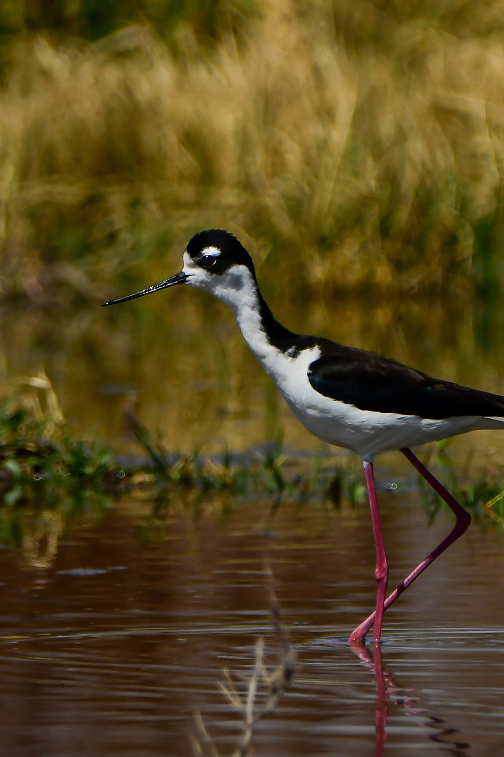 Mr and Mrs Stilt • Into the Light Adventures Bird Photography