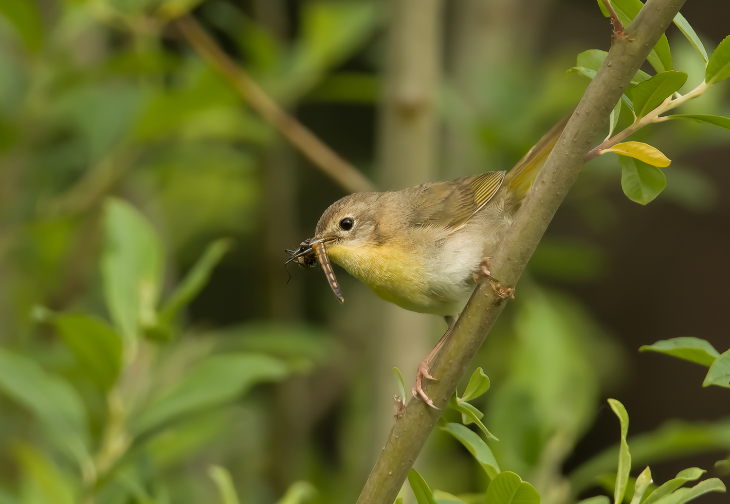 Two New Birds • Into the Light Adventures Bird Photography