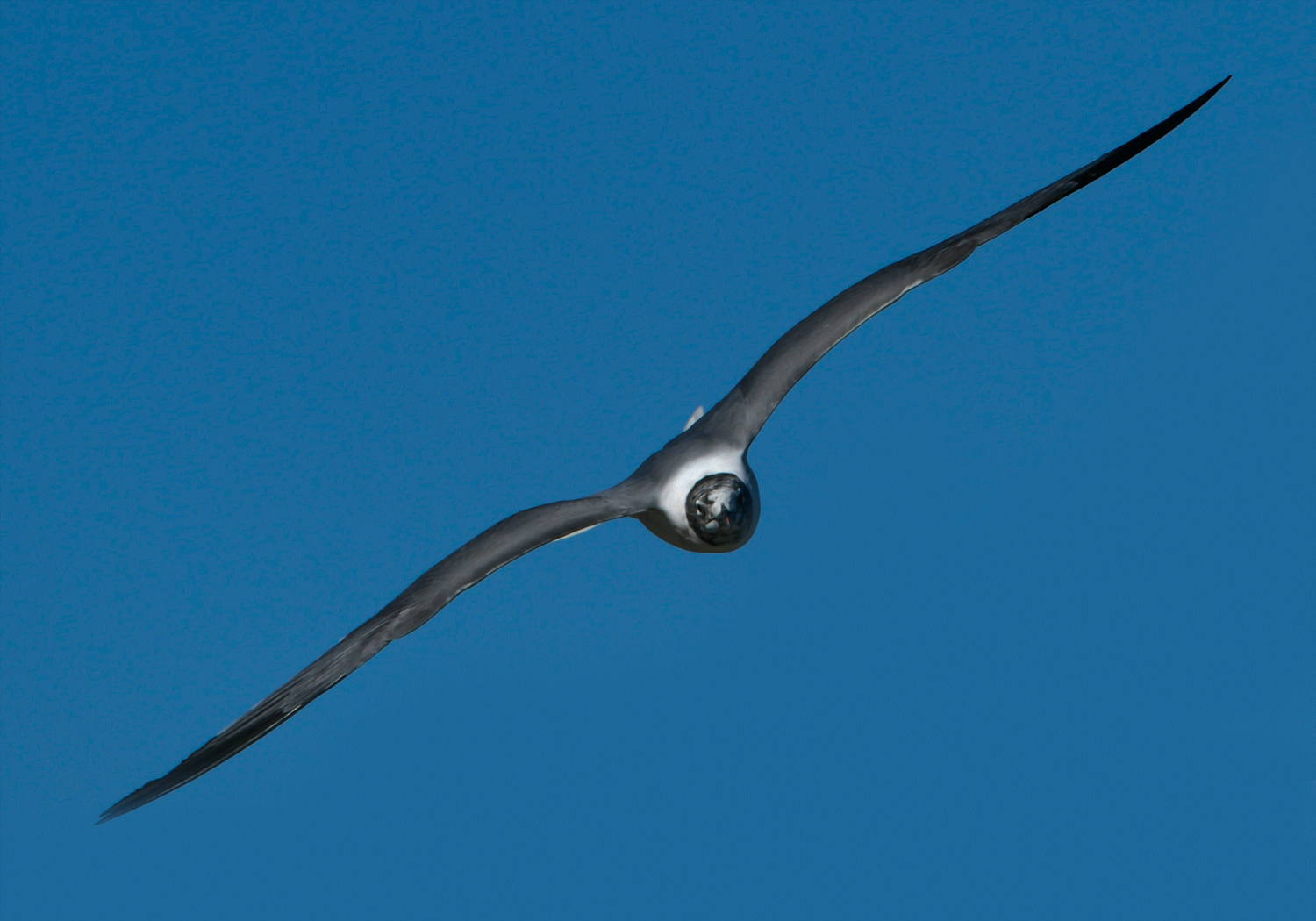 coastal-birds-into-the-light-adventures-bird-photography