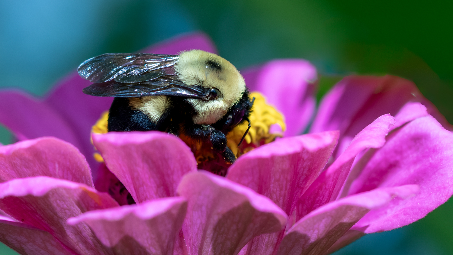 Bumblebees • Into the Light Adventures Daily Adventures