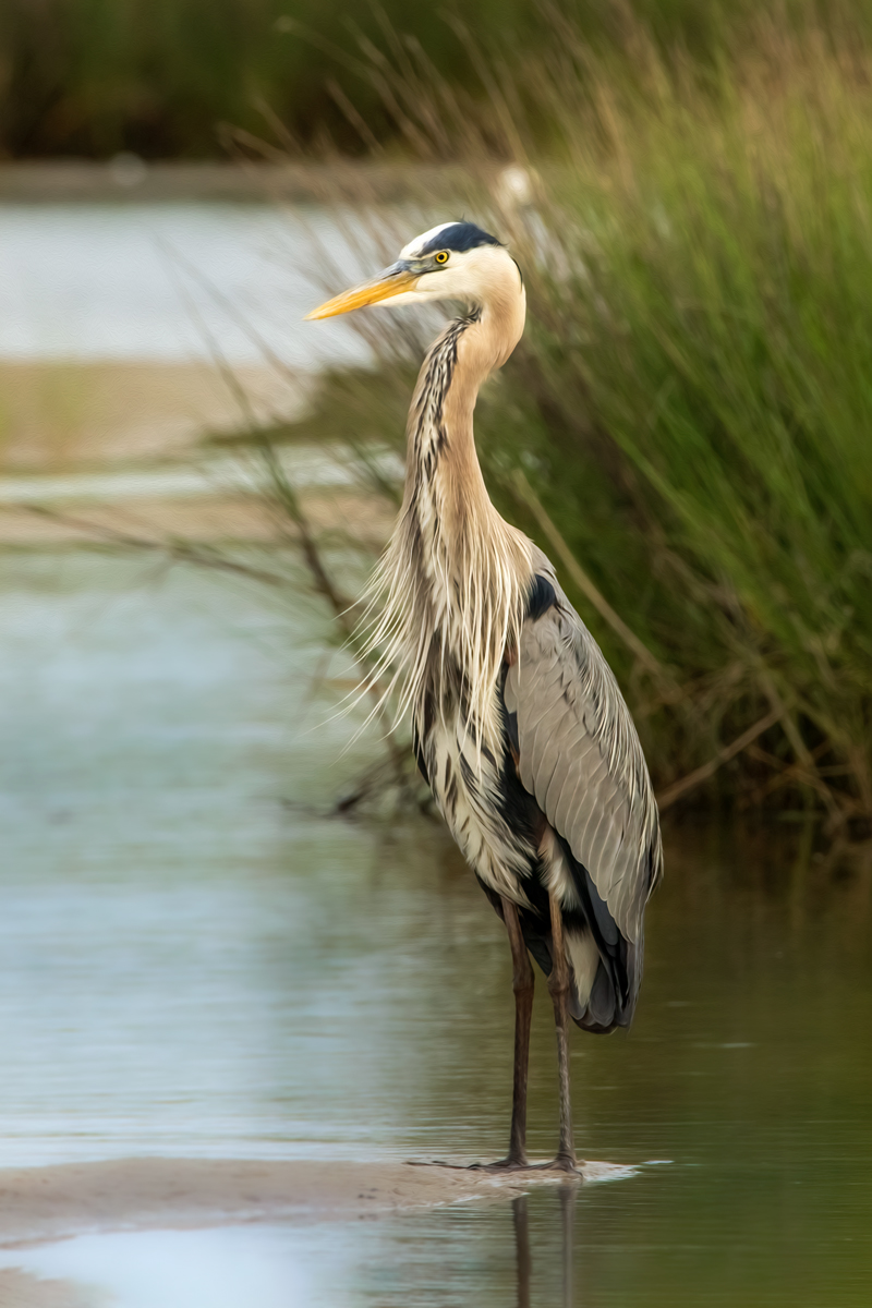 Daran the Heron • Into the Light Adventures Bird Photography